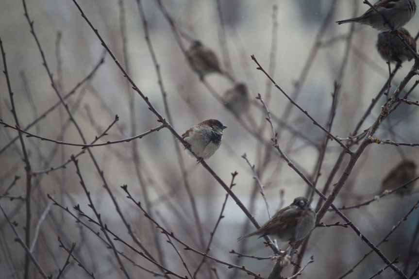 Sparrow / #HaikuSeed / Editor’s Garden